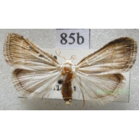 Nola aerugula (Hübner, 1793) Czech85b